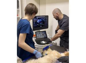 Европейский ветеринарный центр EVC запустил новый вид ультразвуковых исследований сердца животных