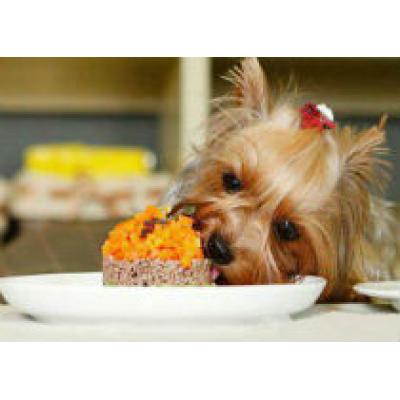 Передвижной ресторан для собак планируют открыть в Чехии