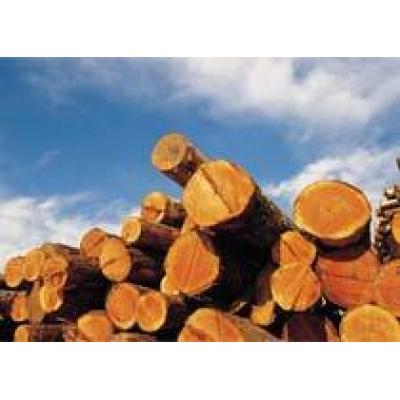 Роль древесины в промышленном производстве