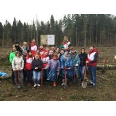 Сотрудники «САН ИнБев» восстановили участок леса в Национальном парке Угра