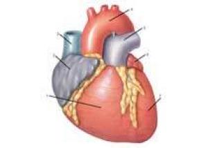 Зрелые стволовые клетки обновляют сердце после сердечного приступа