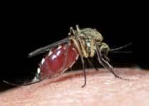 Первая группа крови защищает от осложнений малярии