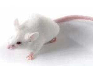 Научный прорыв: выведена мышь с суперспособностями