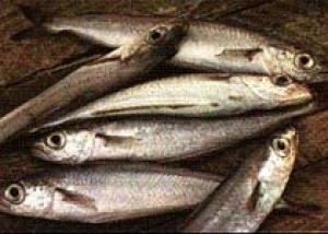 Употребление рыб семейства тресковых предотвращает сахарный диабет