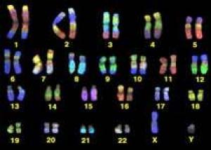 У сотрудников МЧС выявили повышенный уровень хромосомных мутаций
