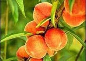 Медики считают `бархатные` фрукты источниками аллергии