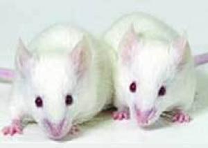 Усовершенствованные мыши заражаются ВИЧ половым путем