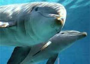Ученые развенчали уникальность дельфинотерапии