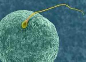 Ученые выращивают в пробирке `женские сперматозоиды`