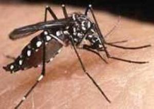 Число заболевших лихорадкой денге в Бразилии превысило 55 тысяч человек