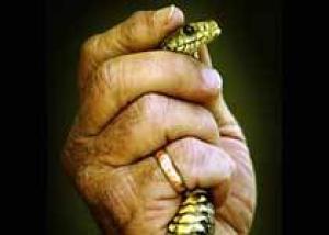 В Австралии писающего туриста укусила за член ядовитая змея