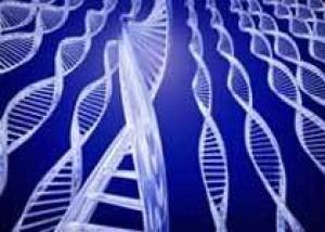 Цифровая протоклетка оказалась способна реплицировать ДНК