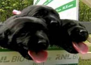 Корейцы клонировали вынюхивающую раковые клетки собаку