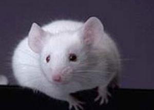 Ученые вывели мышей с нестареющей печенью