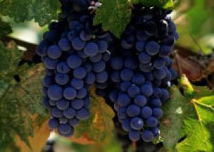 Виноград полезен для сердца