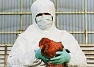 В Таиланд вернулся птичий грипп