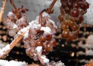 Виноградники Молдовы не пострадают из-за снегопадов