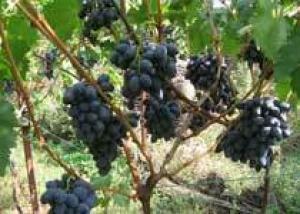 Виноделы Виржинии в ожидании хорошего урожая