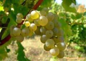 В Германии расширяется площадь виноградников
