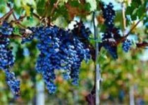Восстановлен рецепт легендарного вина династии Медичи