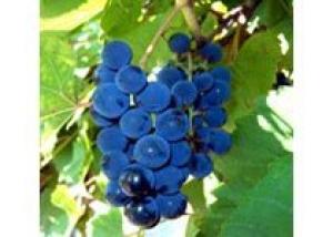 Новый виноградарский сезон в Молдове: Где ценовой предел?