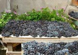 Власти Грузии субсидируют сектор виноградарства