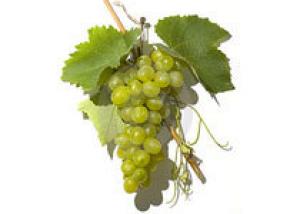 Во французской провинции Бордо начался сбор урожая винограда