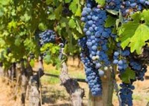 Франция: Сбор винограда в Cit Nature