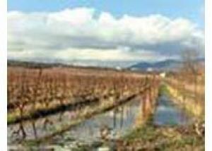 Вступление в ВТО похоронило планы виноградарей заработать на хорошем урожае