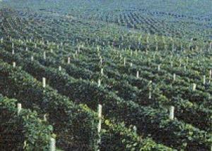 Виноградари Молдовы убирают богатый урожай
