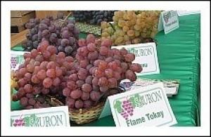 Итоги общественной дегустации столовых сортов винограда в рамках `Национального Дня Вина 2008`