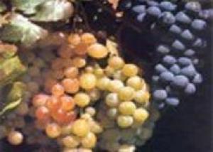 Заготовки винограда в Армении в 2008 году сократились на 5,9%