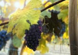 В Страшенском районе самый высокий урожай винограда
