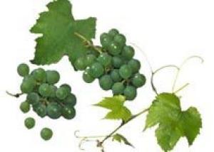 Австралия собрала на треть больше винограда