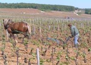 Domaine de la Roman&#233;e-Conti произведет вино в апеласьоне Corton