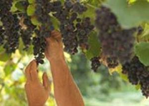 Массаж для винограда