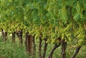 В Дагестане заражены виноградники