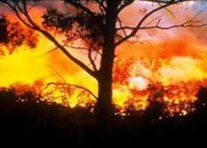 Лесные пожары нанесли урон виноделию ЮАР
