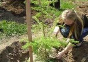 Запорожье перейдет на ландшафтно-парковую систему высадки деревьев