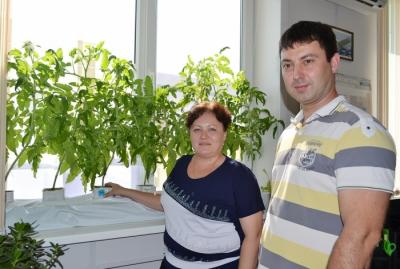 Уральцы растят огурцы на асбесте