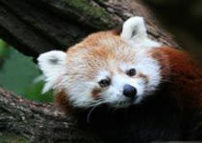 В московском зоопарке поселились красные панды