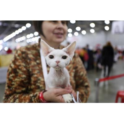 Юбилейная выставка кошек «ГРАН-ПРИ ROYAL CANIN» подводит итоги