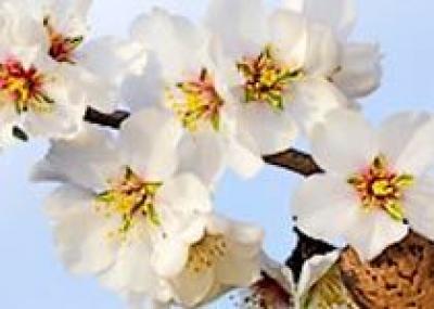 Италия приглашает на Фестиваль цветущего миндаля
