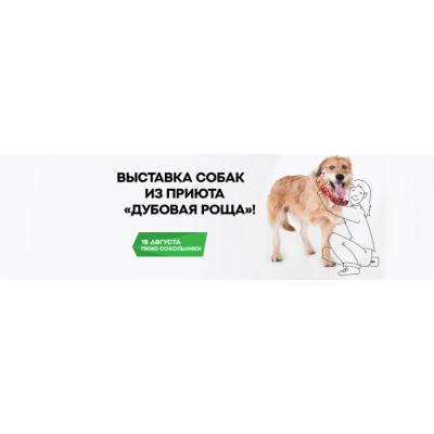 ПОРА ДОМОЙ: АСЦ, официальный дилер ŠKODA, поможет собакам из приюта «Дубовая Роща» найти семью!
