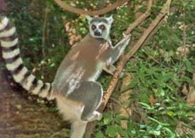 Уникальная фауна собрана в заповеднике на Мадагаскаре