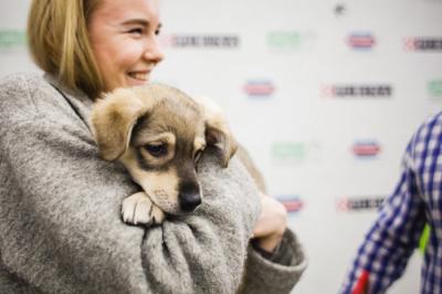 Любителей собак ждут в Есенин-центре на акции «Хочешь, пес, я тебя поцелую…»
