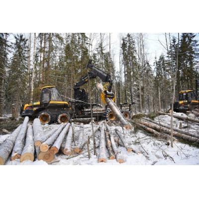 «Свеза» инвестирует в лесозаготовку и лесовосстановление