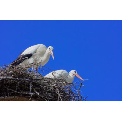 «Дом Белого Аиста»: выбирайте шифер, он безопасен для птиц