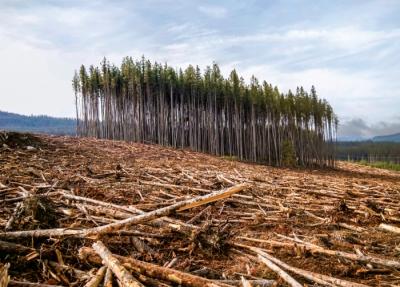 726 га леса Одинцовского городского округа Московской области, в том числе Липкинский лес оказались под угрозой застройки