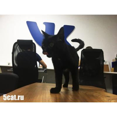 SMM агентство 5 CATS предлагает необычную вакансию